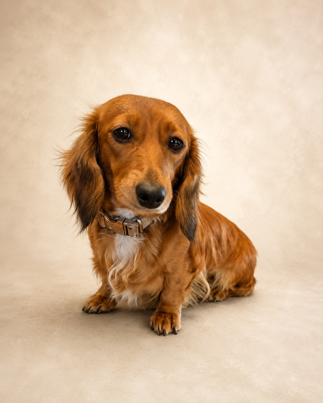 Alexandra, a red longhair miniature dachshund