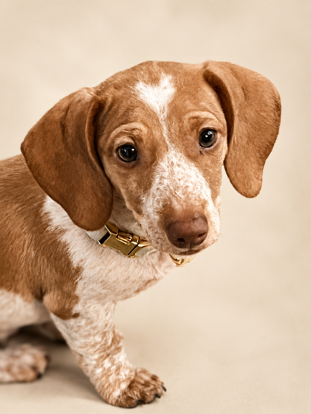 Lada, a smooth dapple piebald miniature dachshund