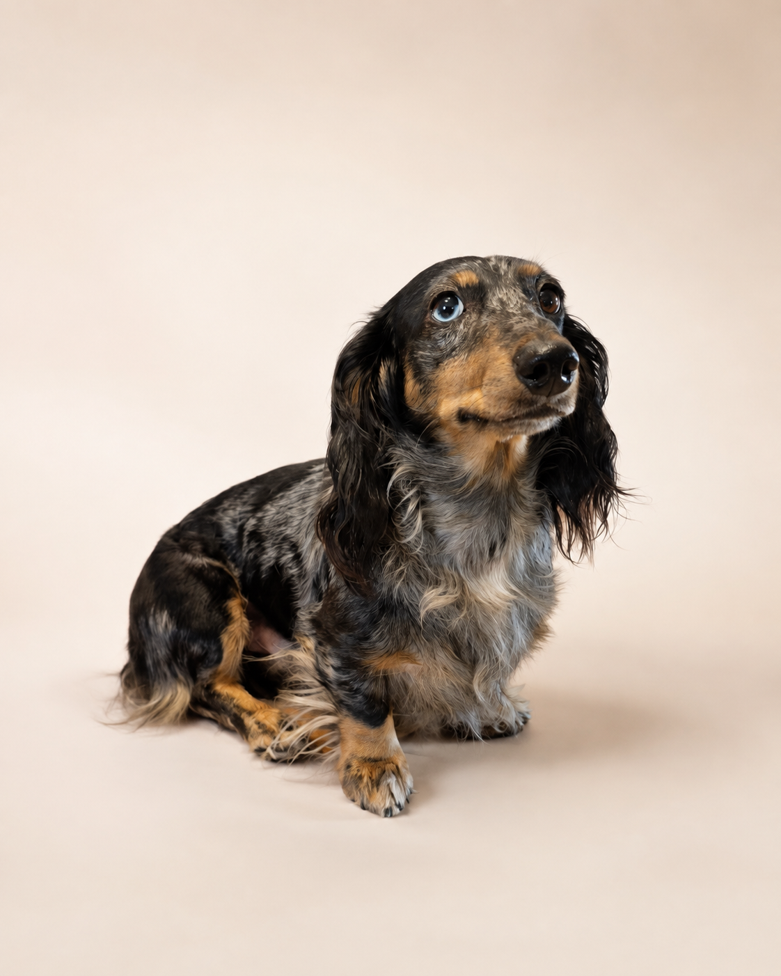 Nacho, a black & tan dapple longhair miniature dachshund
