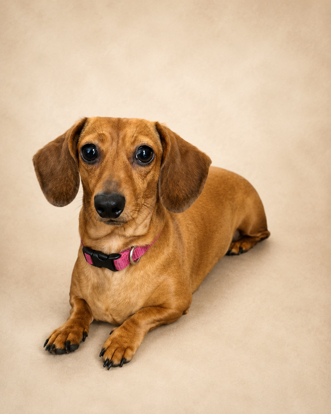 Penny, a smooth red miniature dachshund