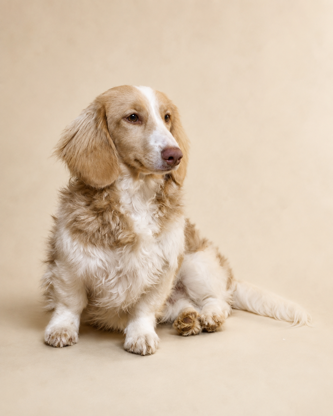 River, a cream piebald longhair miniature dachshund