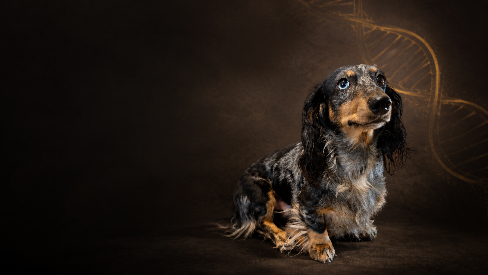 Nacho, a longhaired dapple dachshund, beside an abstract DNA motif