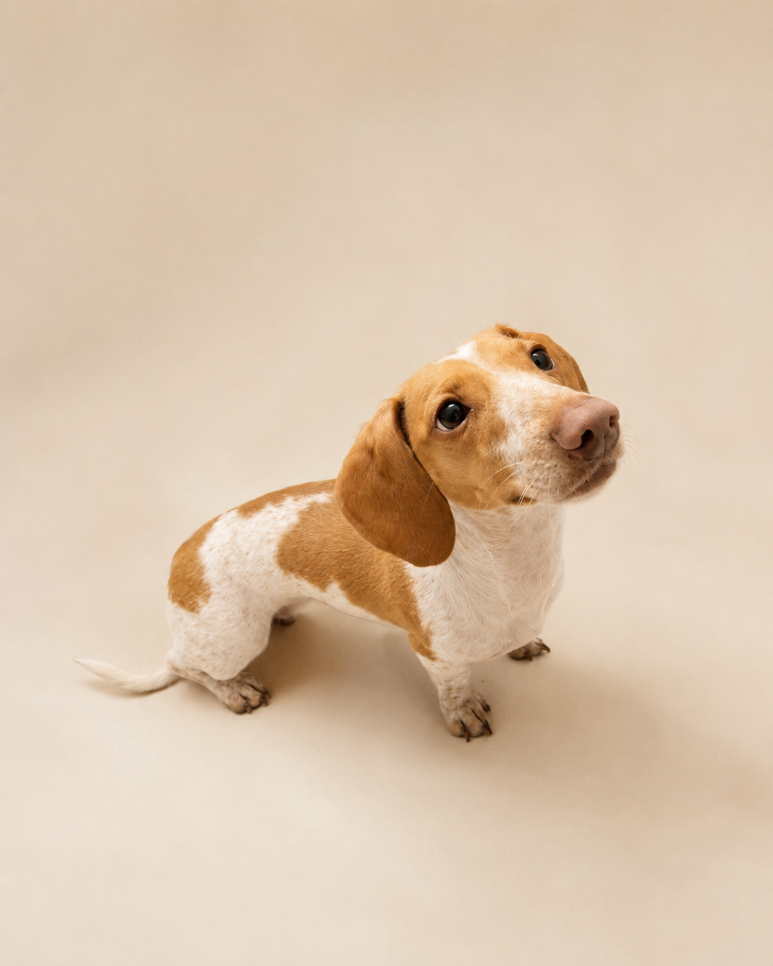 Lada, a smooth dapple piebald dachshund